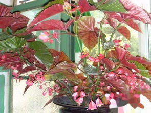 过度浇水或施肥