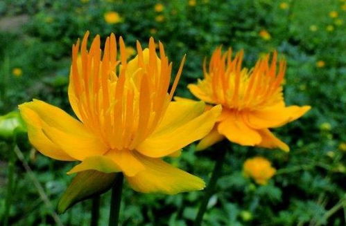 蕲艾的生长习性