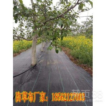 如何给树裹上保温膜，防止冬天冻死