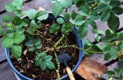 花卉换盆后的晒太阳时间