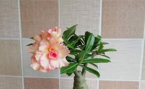 盆土准备， 为玫瑰搭建温馨的家