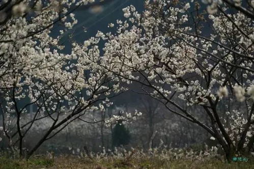 海棠盛开乐山城，为何独此花为尊