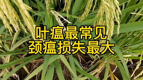 水稻种植技巧分享