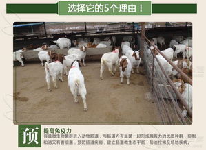 高品质网销猪饲料性价比排名中，哪种品牌最适合中小规模养殖场？