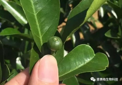 氟环唑：果园毁灭的“凶手”