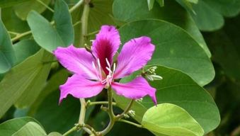 紫荆花的花语是“兄弟和睦”，你知道它的象征意义吗