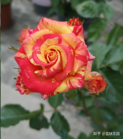 追肥和洒水， 月季生长的“动力源泉”