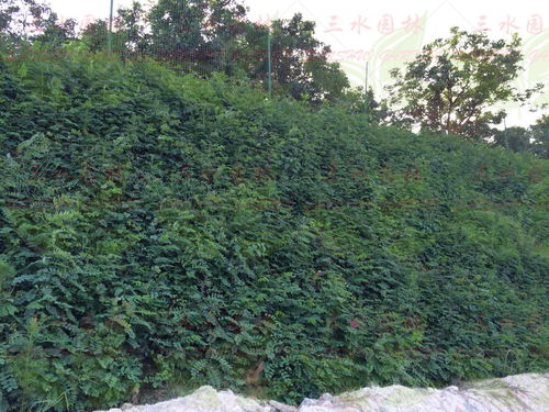 陡坡地形该选什么草种？