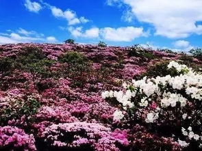 乌梅花源地揭秘，全国花海分布一览！