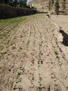 场景二：江南梅雨区抢种