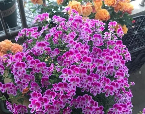 九月艳，真的存在吗？