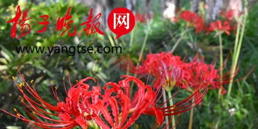 彼岸花，为何触碰即伤