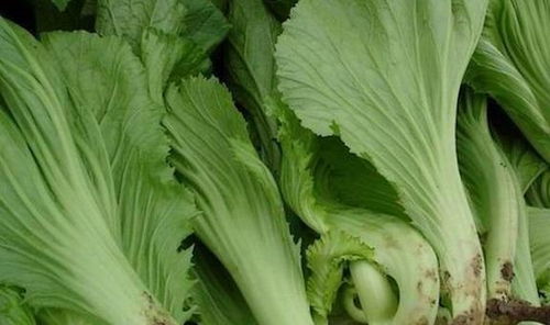 四季芥菜，一年四季皆可种植的绿叶蔬菜