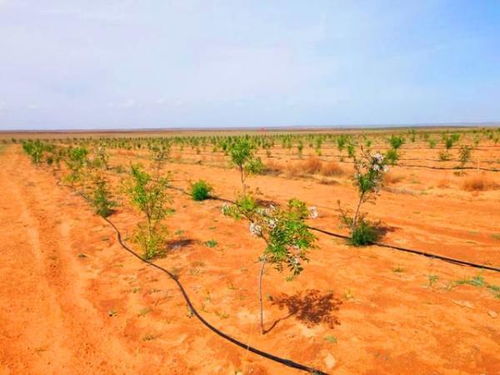 北京文冠果种植前景广阔，您知道它的经济效益如何吗