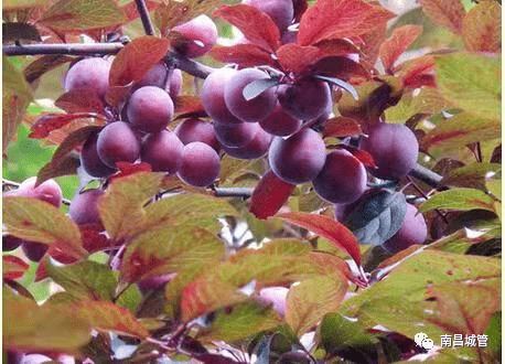 红叶李是个啥子树？为啥它老掉叶子呢？