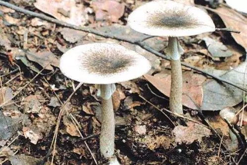 蘑菇保鲜秘诀：花卉养护新技巧，提升植物活力！