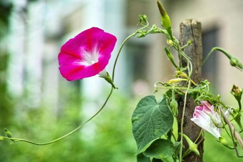 牵牛花：别小堪它