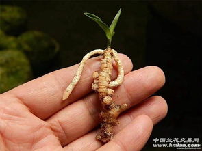 矮草的用途大揭秘