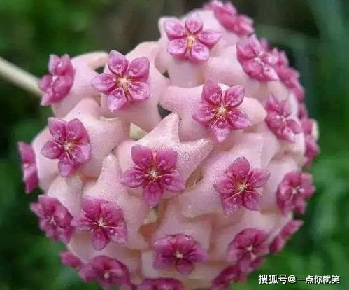 自然界中，有哪些默默付出的植物