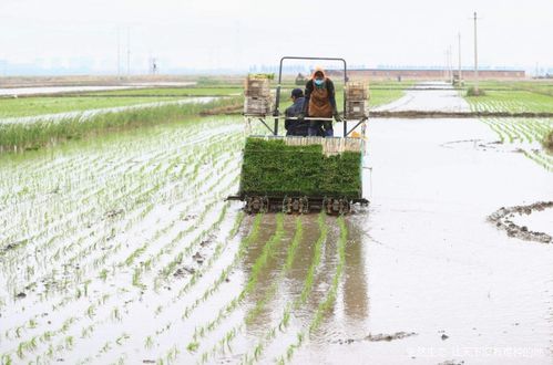 水稻根系对生长发育的影响