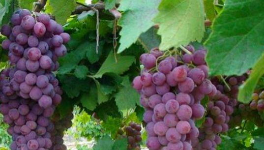 打破物种界限的勇气