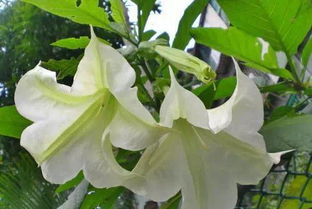 曼陀罗花有毒吗？家里有小孩和宠物