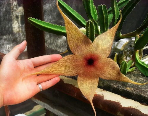 食人花：捕虫植物的传奇