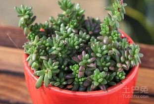 盆栽种子发芽：我的自创小攻略