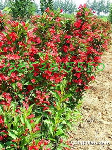 红王子锦带的价格参考