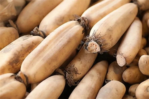 莲藕采挖神器，种类多