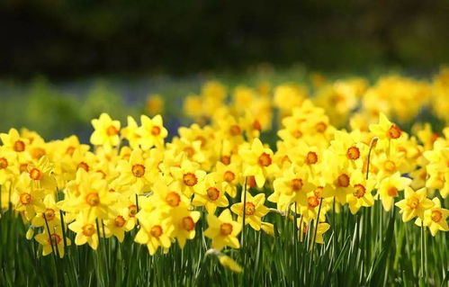 浇水， 萱草花的生命之源