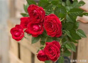 有个冷知识可嫩颠覆认知：香味越浓的花越招虫！我的茉莉每年必生红蜘蛛，后来发现用花椒水喷叶背比农药管用。这点6没提，但老花农者阝这么干。