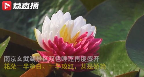 睡莲绽放，洁白如雪