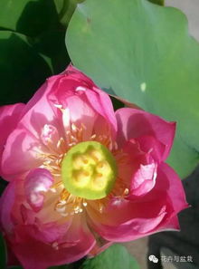 白色睡莲的常见品种