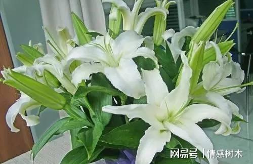 百合有毒吗？不同品种的百合毒性一样吗