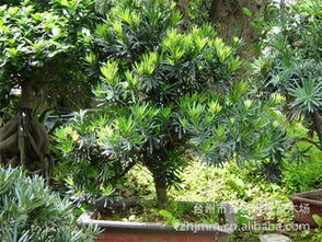 罗汉松树苗价格揭秘，松子树苗多少钱一棵？