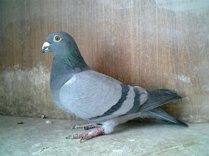 鸟类Zui怕的农药