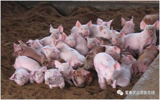 养猪新手必看，赢在起跑线