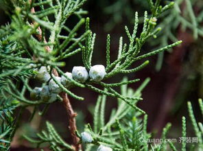 去翅大法：祖传秘籍