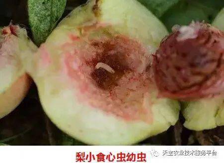 如何正确使用乳油阿维菌素