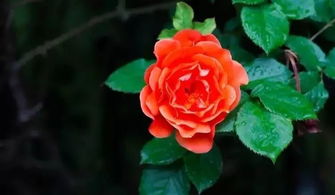 月季花开的时光