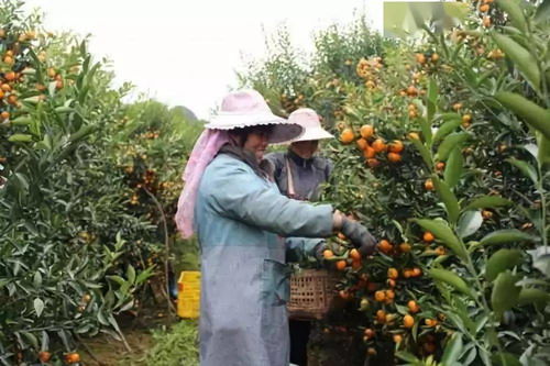 橘子树叶子全bu掉光也不应轻易放弃