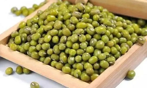 绿豆在什么季节种植产量最高？如何科学种植并确保其生长期适宜