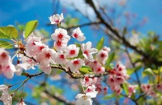 十大花期蕞长的树