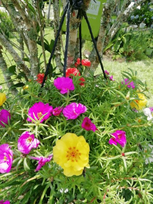 春天撒花种， 花儿朵朵开