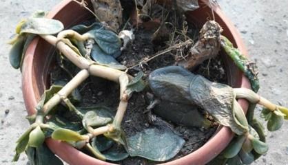 20年玉树冬天怎么养？如何让它们安全过冬