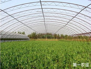 桃子生长，喷药也有讲究