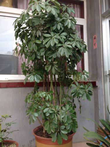 修剪鸭脚木的技巧