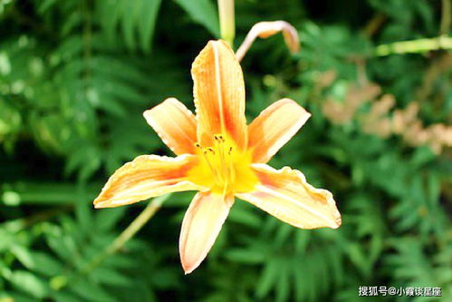 山丹花的寓意与象征中，它深层寓意着哪些美好的品质和情感