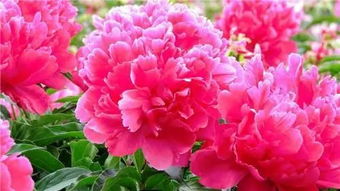 山芍药：石头缝里的生命